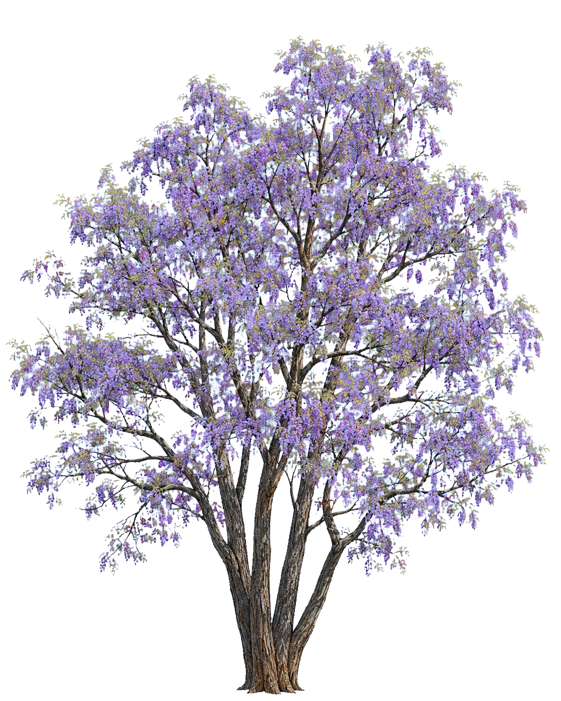 Bolusanthus speciosus