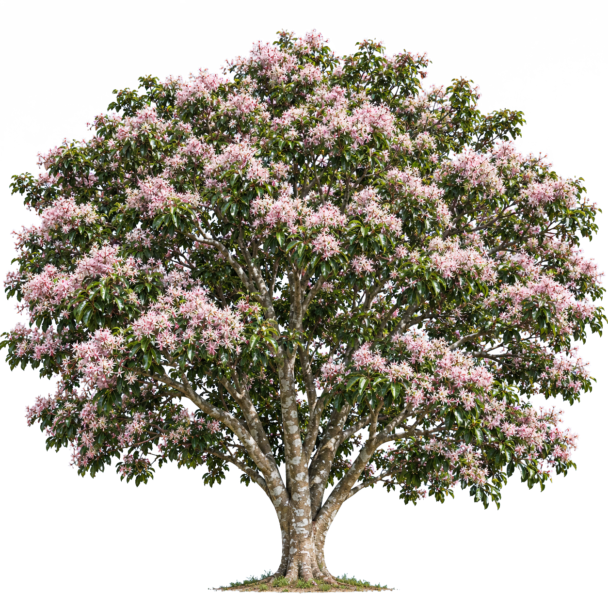 Calodendrum capense