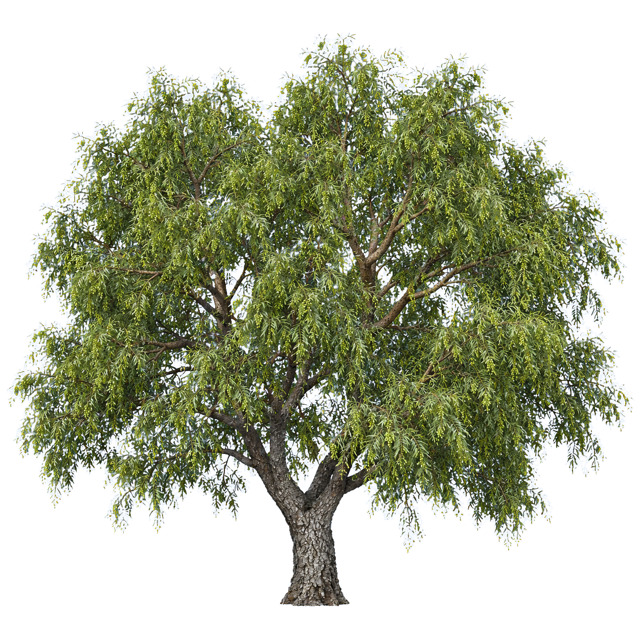 Searsia lancea