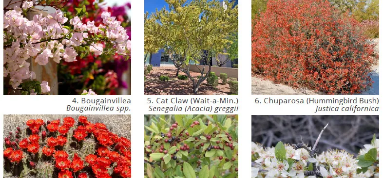 Botanical and xeriscaping landscape standards: photographs of specified planting including Bougainvillea, Cat Claw (Senegalia greggii) and Chuparosa (Justicia californica), each named with its botanical name.